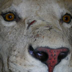 Lion's face for College Big Cats E-course